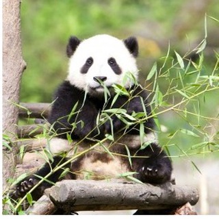 Логотип @ru_chiangmai - Чиангмай и Северный Таиланд