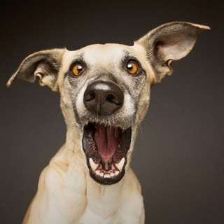 Логотип @ru_quote - Цитатник (лучшее)