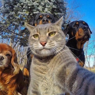 Логотип @ruanimal - Animal.tv