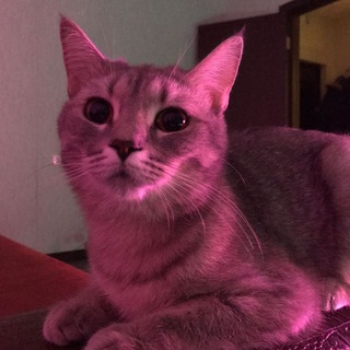 Логотип @rullies - Рулька на бите