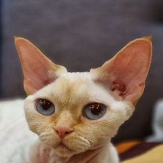 Логотип @runadevonrex - Кошинвестор Руна