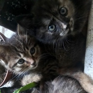 Логотип @rus_rix22 - Rusrix