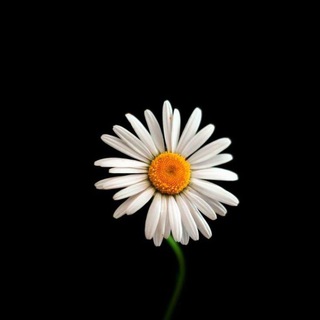 Логотип @rus_tilidan_testlar_quiz - 🦋...𝐑𝐮𝐬 𝐭𝐢𝐥𝐢 𝐪𝐮𝐢𝐳 𝐭𝐞𝐬𝐭𝐥𝐚𝐫...🦋