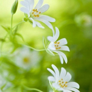 Логотип @rusovedu - Помощник русоведа