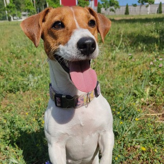 Логотип @russell_tacia - russell_tacia