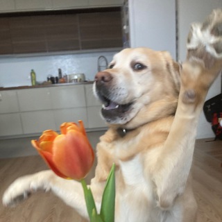 Логотип @russia_travel_kids_lab - По России с детьми и лабрадором