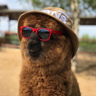 Логотип @russian_alpacas - Russian_alpacas / Российские альпаки