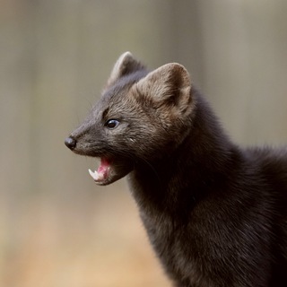 Логотип @russian_sable - RUSSIAN_SABLE