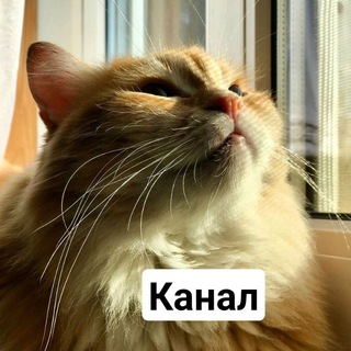 Логотип @russiancat - Счастье за кадром/пристрой и помощь животным