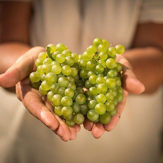 Логотип @russianwines - Веселый организатор винных путешествий🍷