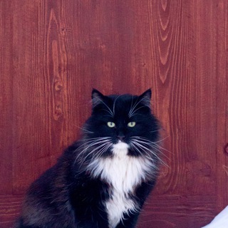 Логотип @russkiekotiki - Русские котики