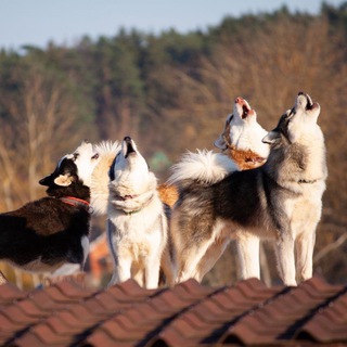 Логотип @ruzskayaalyska - Хаскидеревня «РУЗСКАЯ АЛЯСКА»