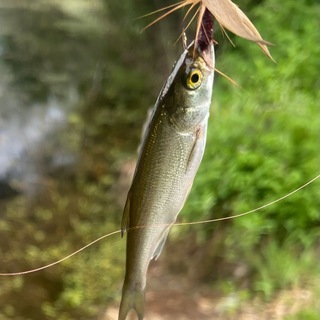 Логотип @rybalkavserbii - Рыбалка в Сербии/. Ловим рыбу в Нови-Саде, Белград
