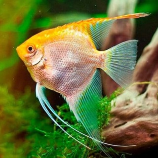 Логотип @rybkagovorit - Говорящая рыбка с Гедройца