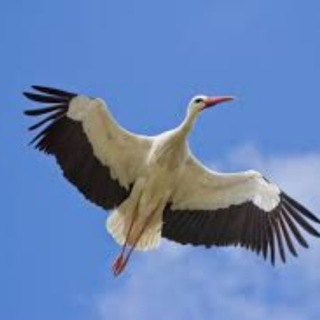 Логотип @ryka_kremlya - Белы бусел