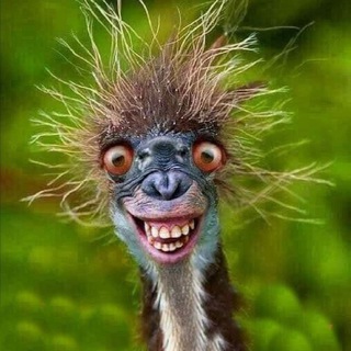 Логотип @rzaka_13 - РЖАКА 🤣 ПРИКОЛЫ 🤪 ЮМОР СМЕШНЫЕ ВИДЕО 🔥🔥🔥