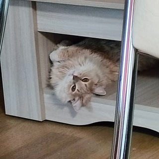 Логотип @s1r1xd - Тит "S1R1" Сахаров