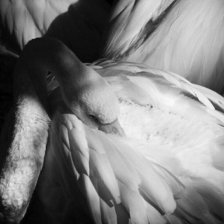 Логотип @s22wn - свон