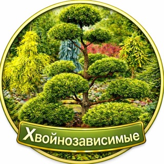 Логотип @s76olga_76 - Питомник «Хвойнозависимые»