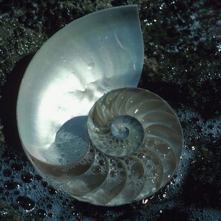 Логотип @s7f9k - коханка вітгенштейна