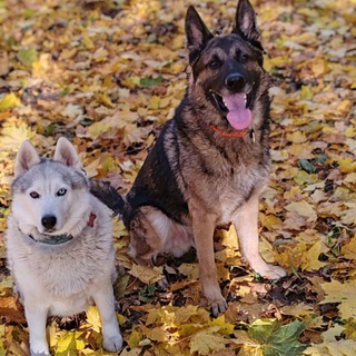 Логотип @s_huzky - Lena & dogs