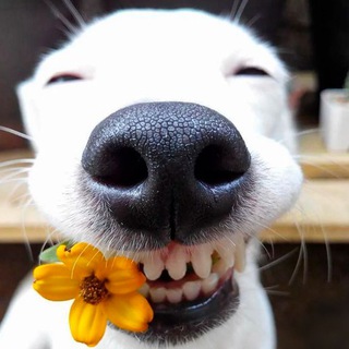 Логотип @s_pesiki - #охужэтипёсели