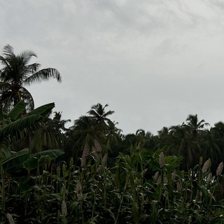 Логотип @sabardo - bardo