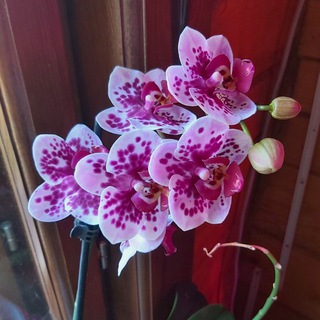 Логотип @sabina_raznoe - Всего по немного 🌿🥘🔮