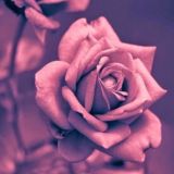 Логотип @sacramento916 - sacramento916