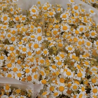 Логотип @sad_moyey_dushi_001 - 🌙🌼