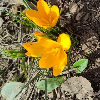 Логотип @sad_s_harakterom - Сад с характером