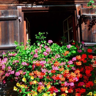 Логотип @sad_uyutdom - Красивый Сад 🌺| Уютный Дом