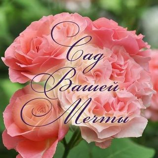 Логотип @sad_vashey_mechty - Питомник роз "Сад Вашей Мечты"