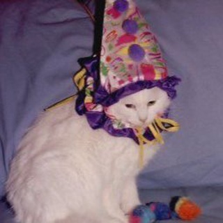 Логотип @sadkittenav - исповедь котят авито