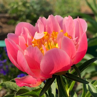 Логотип @sadmechtyyakutsk - Сад мечты Якутск