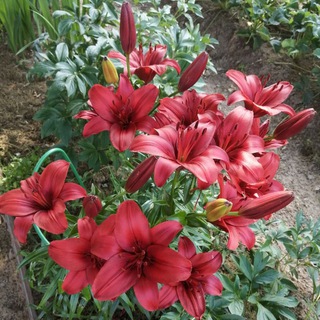 Логотип @sadogorod2023 - Календарь🏡садовода 2023 / дачный дауншифтинг