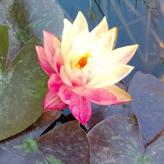 Логотип @sadovaisimfonia - Сад🌿Пруд🌿Цветы🌿🌹Уход и Идеи для Вашего Участка