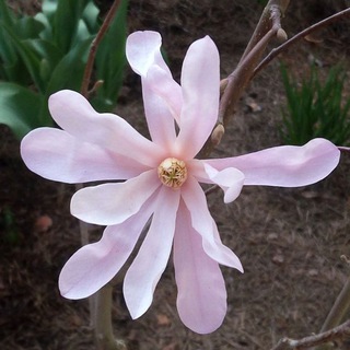 Логотип @sadpodpeterburgom - Сад под Петербургом