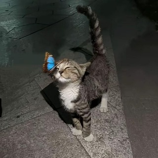 Логотип @sadryofficial - SadRy