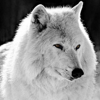 Логотип @sadwere - werejapi ugüu | feliz cumple Morgen🖤♥️🐻‍❄️🐼🫀❤️‍🔥