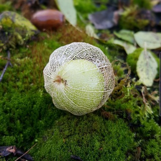 Логотип @sadyrova_rg - Художественная гимнастика 🌱Садырова Ирина Юрьевна🌱 irina-sadyrova.ru 🌱