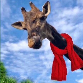 Логотип @safaripark93 - Safari_park93