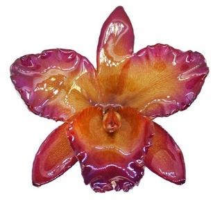 Логотип @safetycircle - Фейский 🧚‍♀️ Календарь