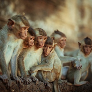 Логотип @safronovtravel - Travel Photo