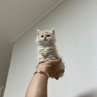 Логотип @saltie_uwu - Пушистый Овердоз