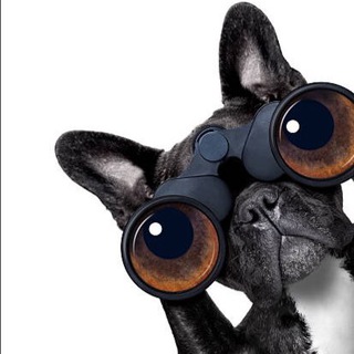 Логотип @samara_450 - Самарский Обозреватель