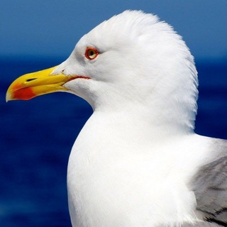 Логотип @samkanal_lo - Сайменский канал