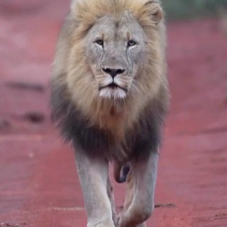 Логотип @samoesamoe74 - Всё самое интересное