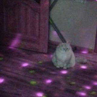 Логотип @samorozvetchat - СаморозвЕток - Чат