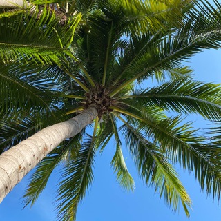 Логотип @samui247 - Самуи 24/7 🌴